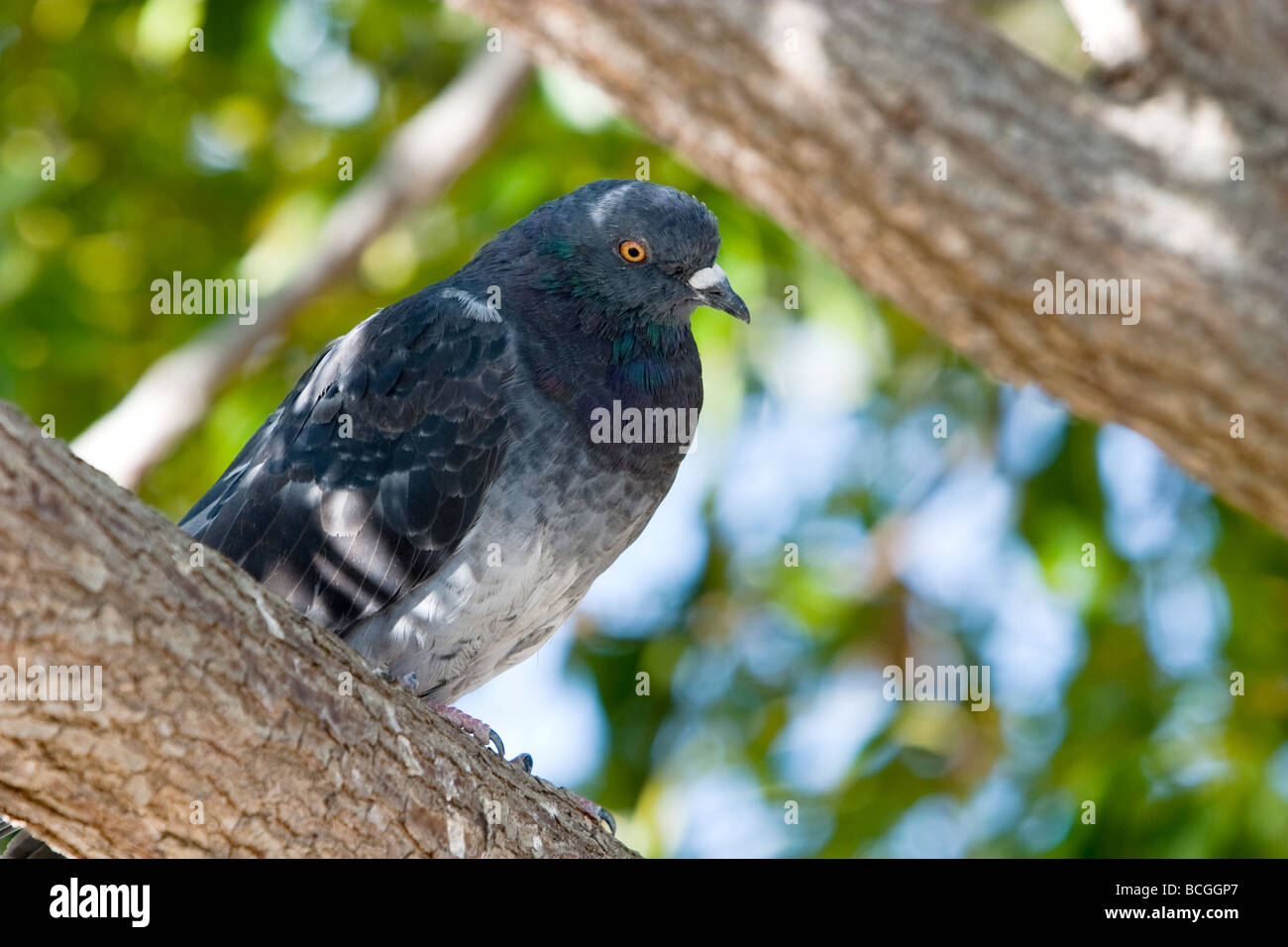 Rock Colomba Pigeon nella struttura ad albero Foto Stock