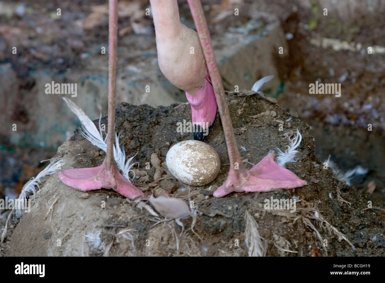 Fenicottero rosa Phoenicopterus roseus con uovo Foto Stock