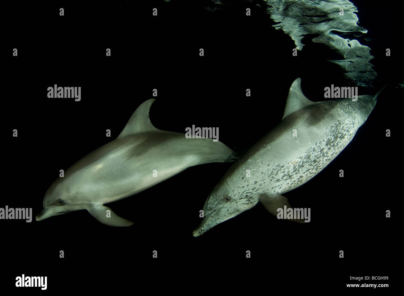 Avvistati i delfini Stenella frontalis di notte Oceano Atlantico Bahamas Foto Stock