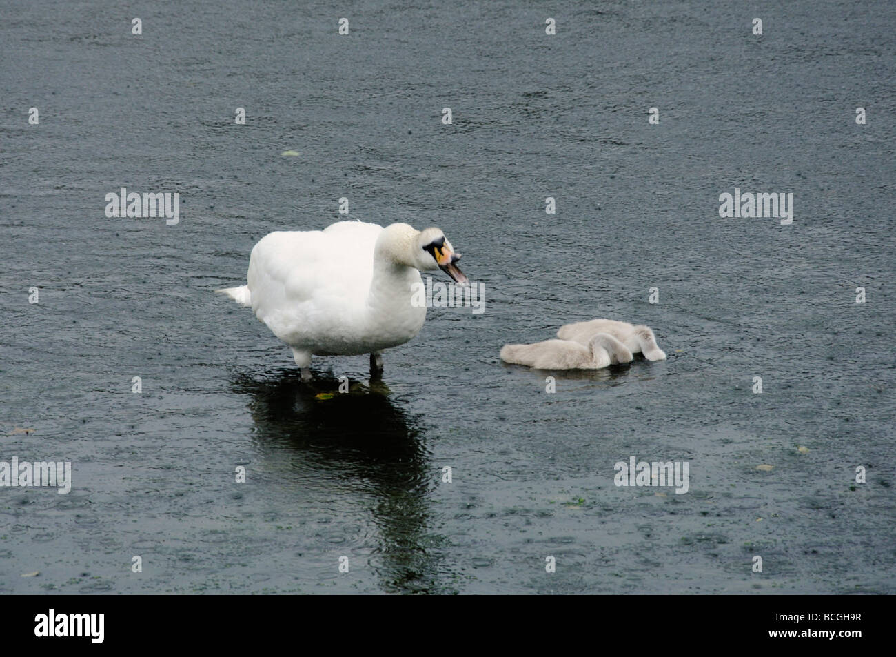 Un adulto swan proteggendo i suoi giovani in aberystwyth Harbour Foto Stock