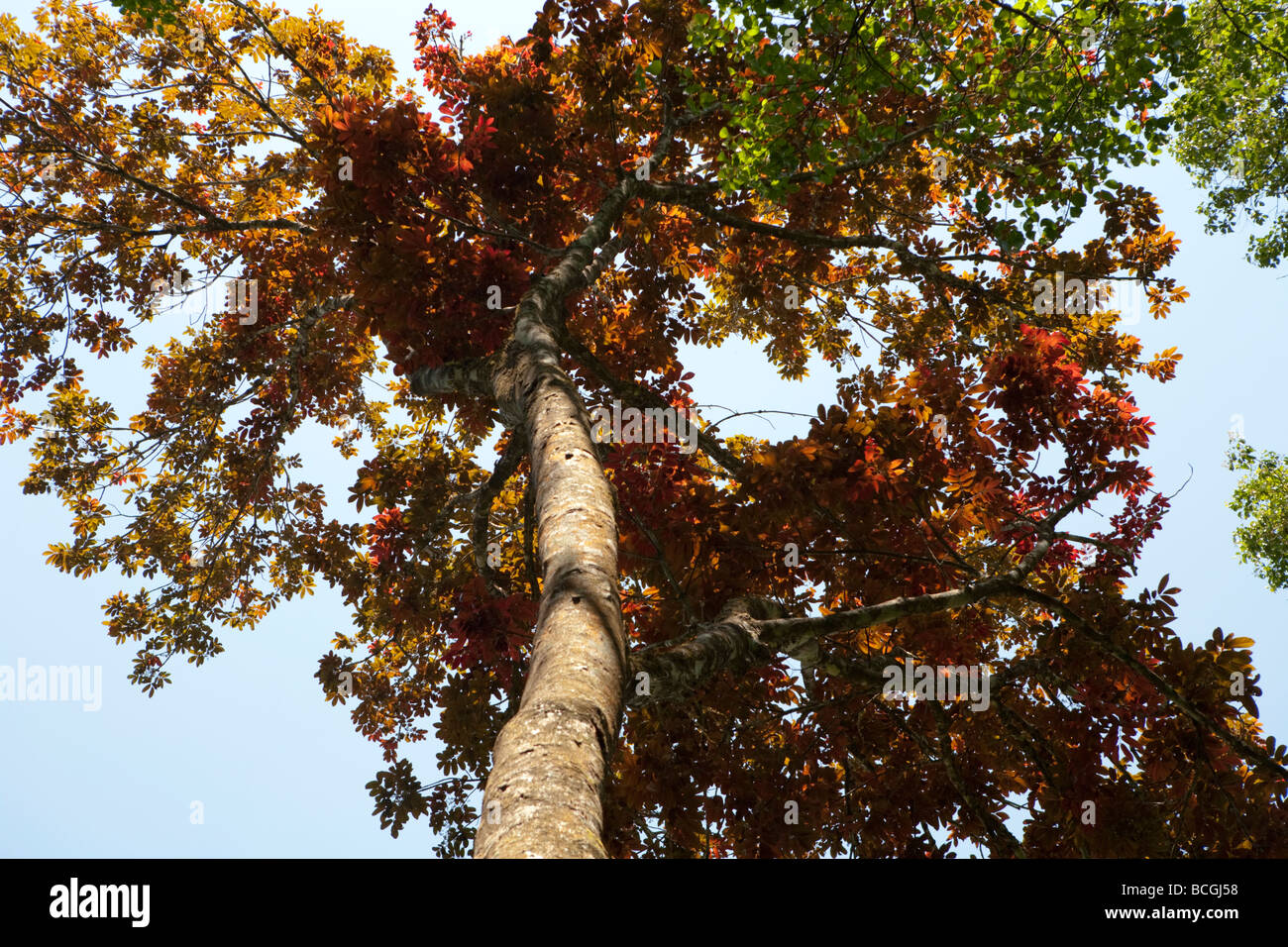 Incenso Tree India Kerala Foto Stock