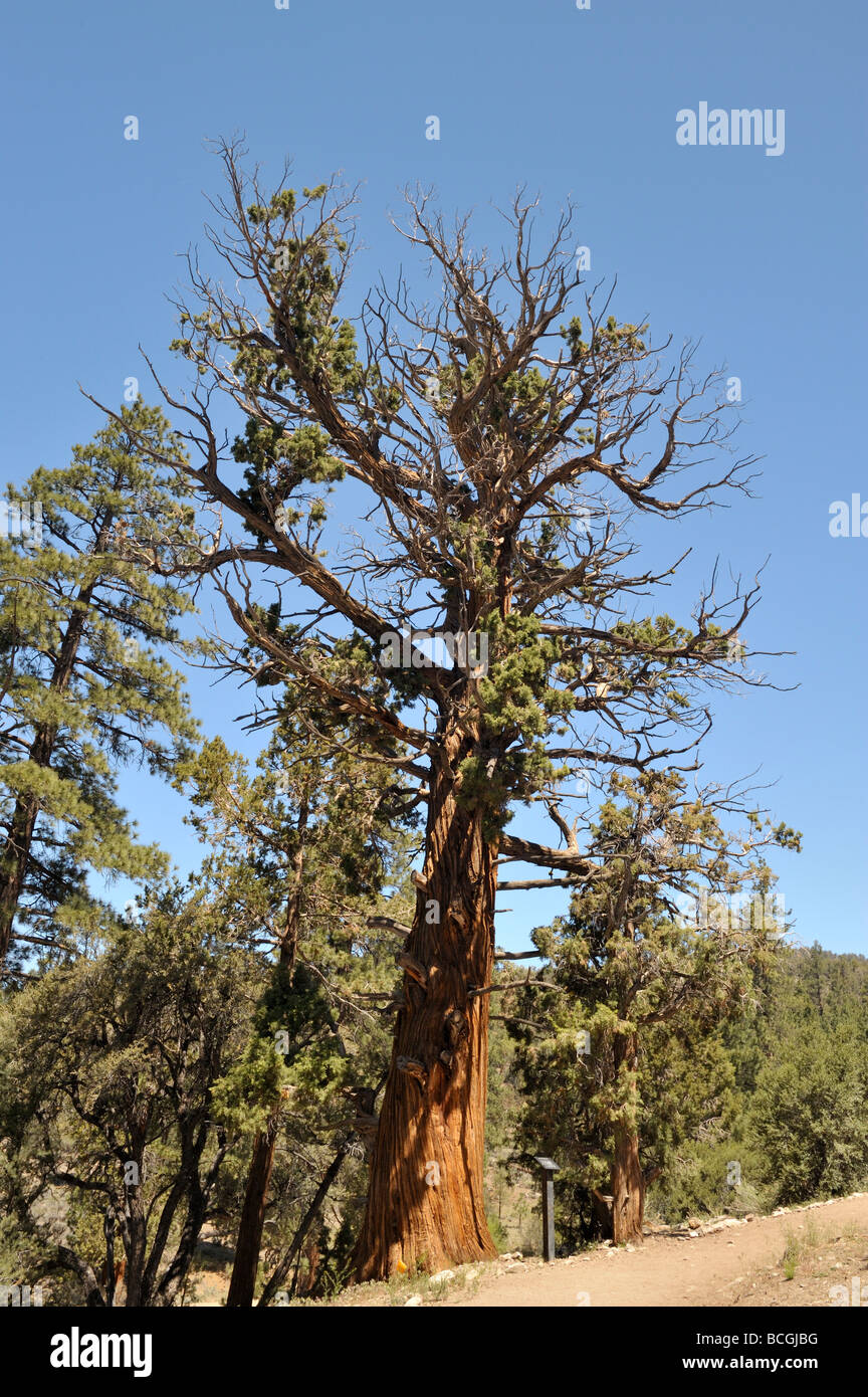 Western Ginepro Juniperus occidentalis Big Bear sentiero boschivo Big Bear Lake CA 34419 090524 Foto Stock