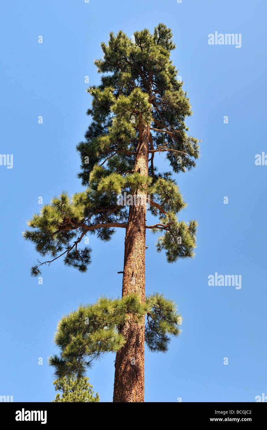 Un picchio segnato Ponderosa Pine Pinus ponderosa di Big Bear sentiero boschivo Big Bear Lake CA 34431 090524 Foto Stock