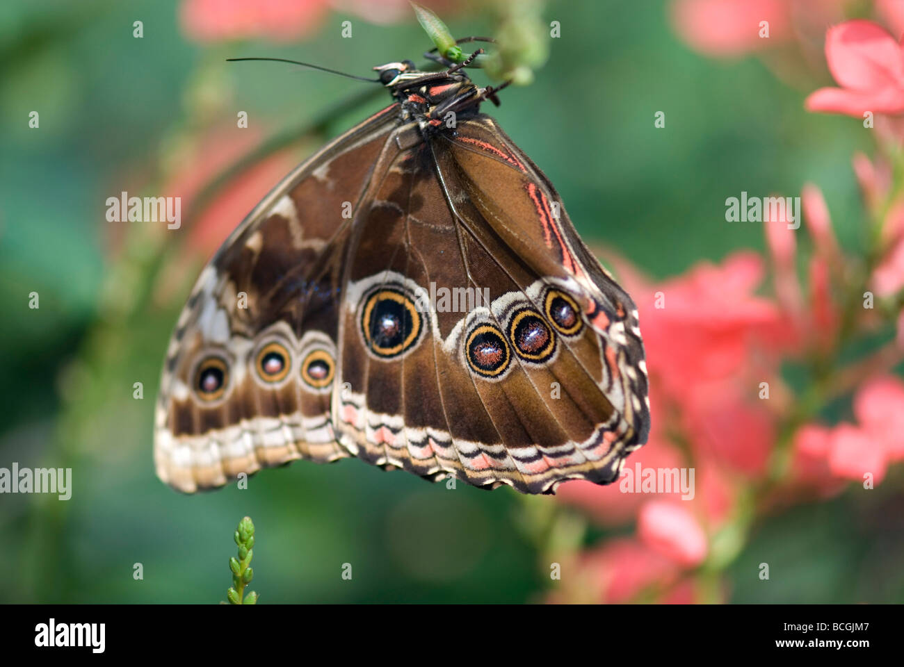 Farfalla civetta ritratto Foto Stock Farfalla civetta ritratto Foto Stock