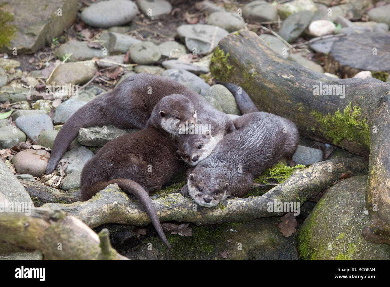Asian breve artigliato lontre animale in cattività nazionale santuario di tenuta Foto Stock