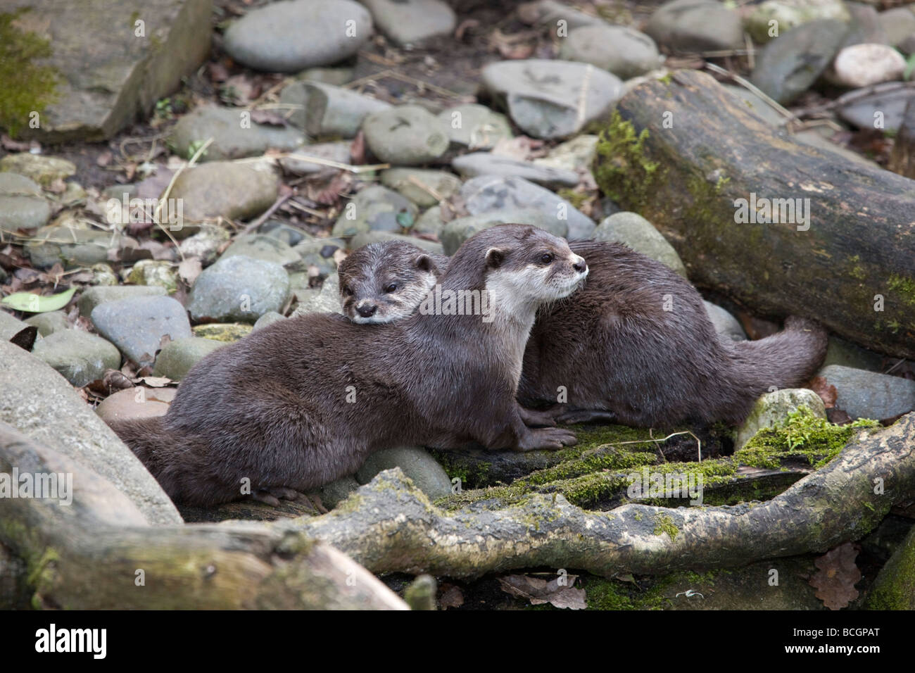 Asian breve artigliato lontra animali in cattività nazionale santuario di tenuta Foto Stock