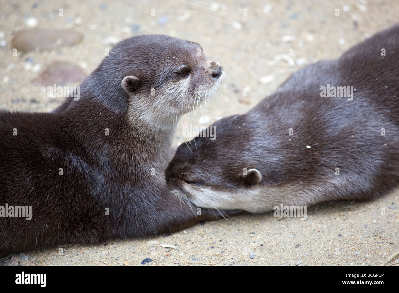 Asian breve artigliato otter captive coppia nazionale santuario di tenuta Foto Stock