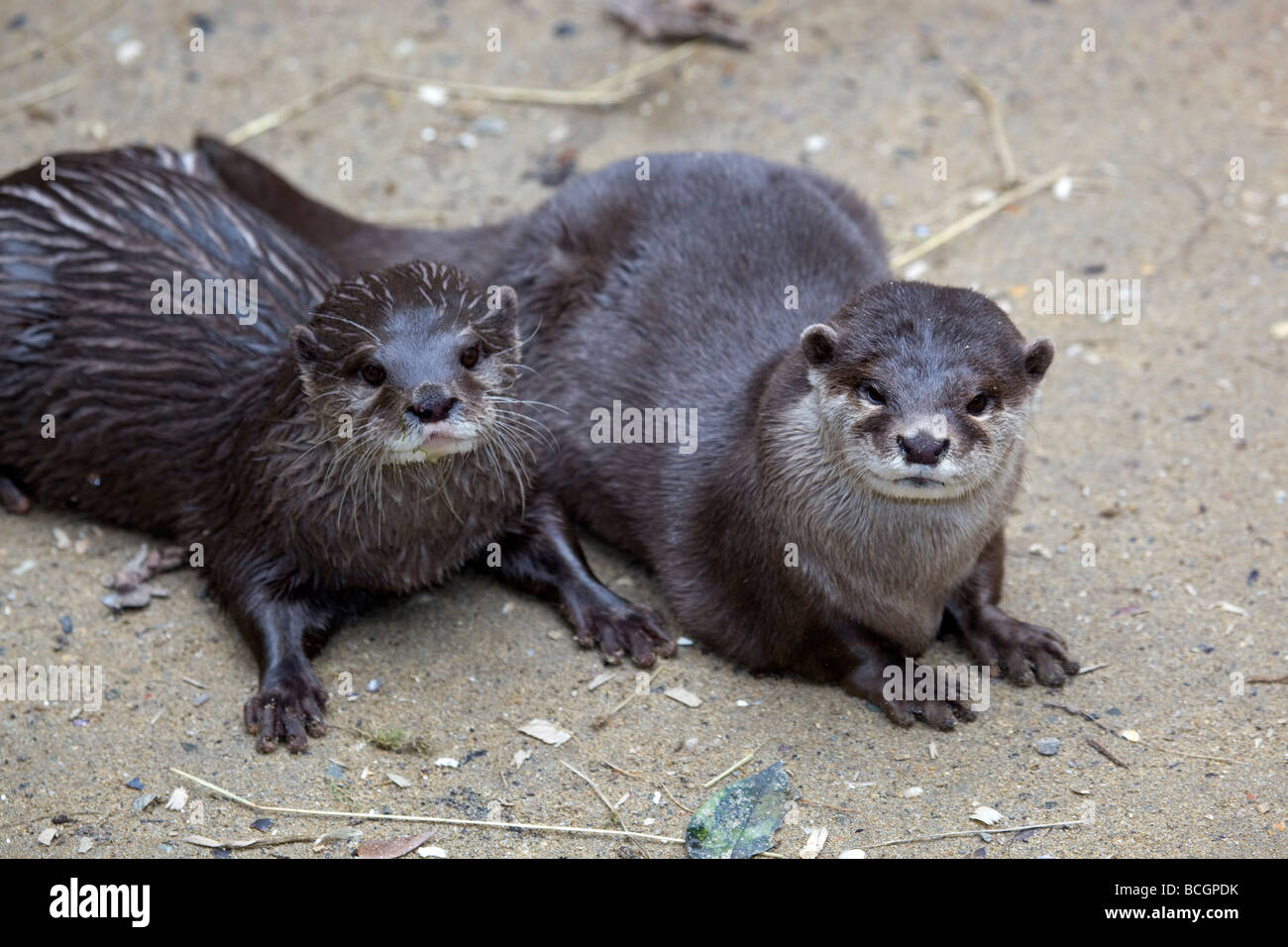 Asian breve artigliato otter captive coppia nazionale santuario di tenuta Foto Stock