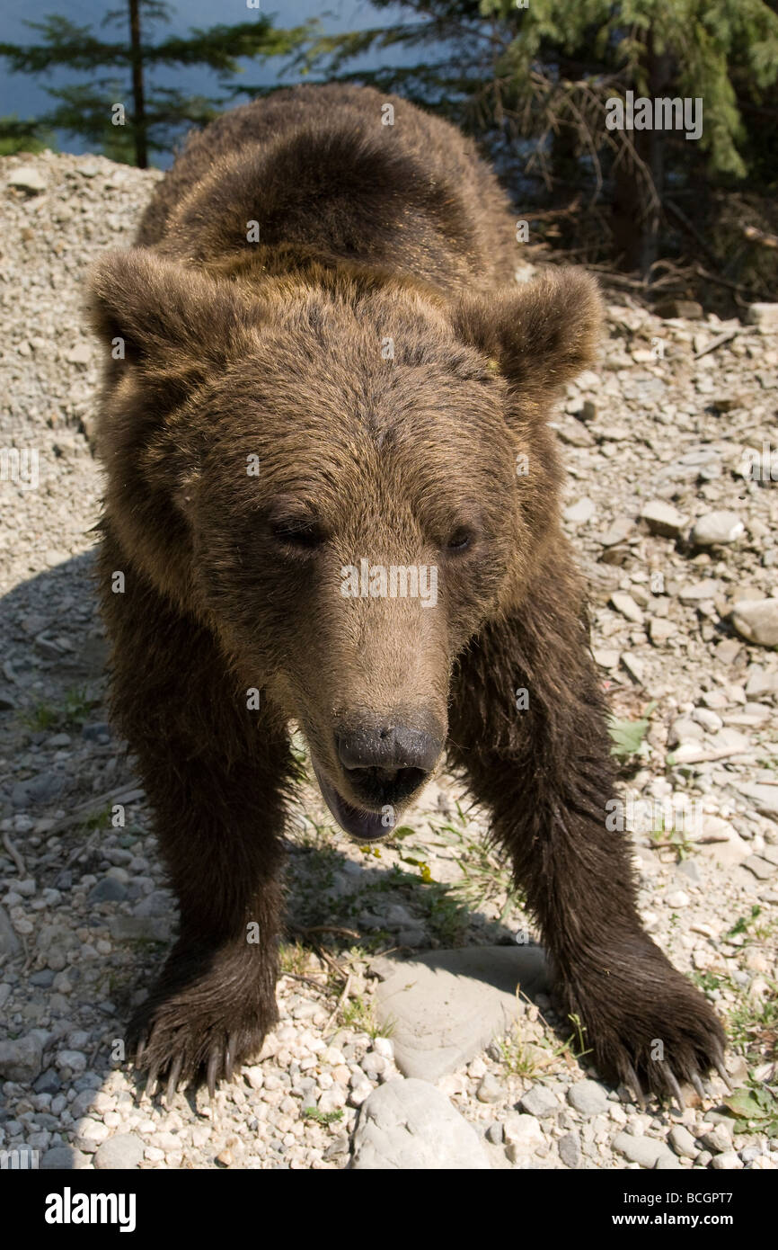 Wild Orso Bruno passeggiate nel bosco in un assolato pomeriggio di estate Foto Stock