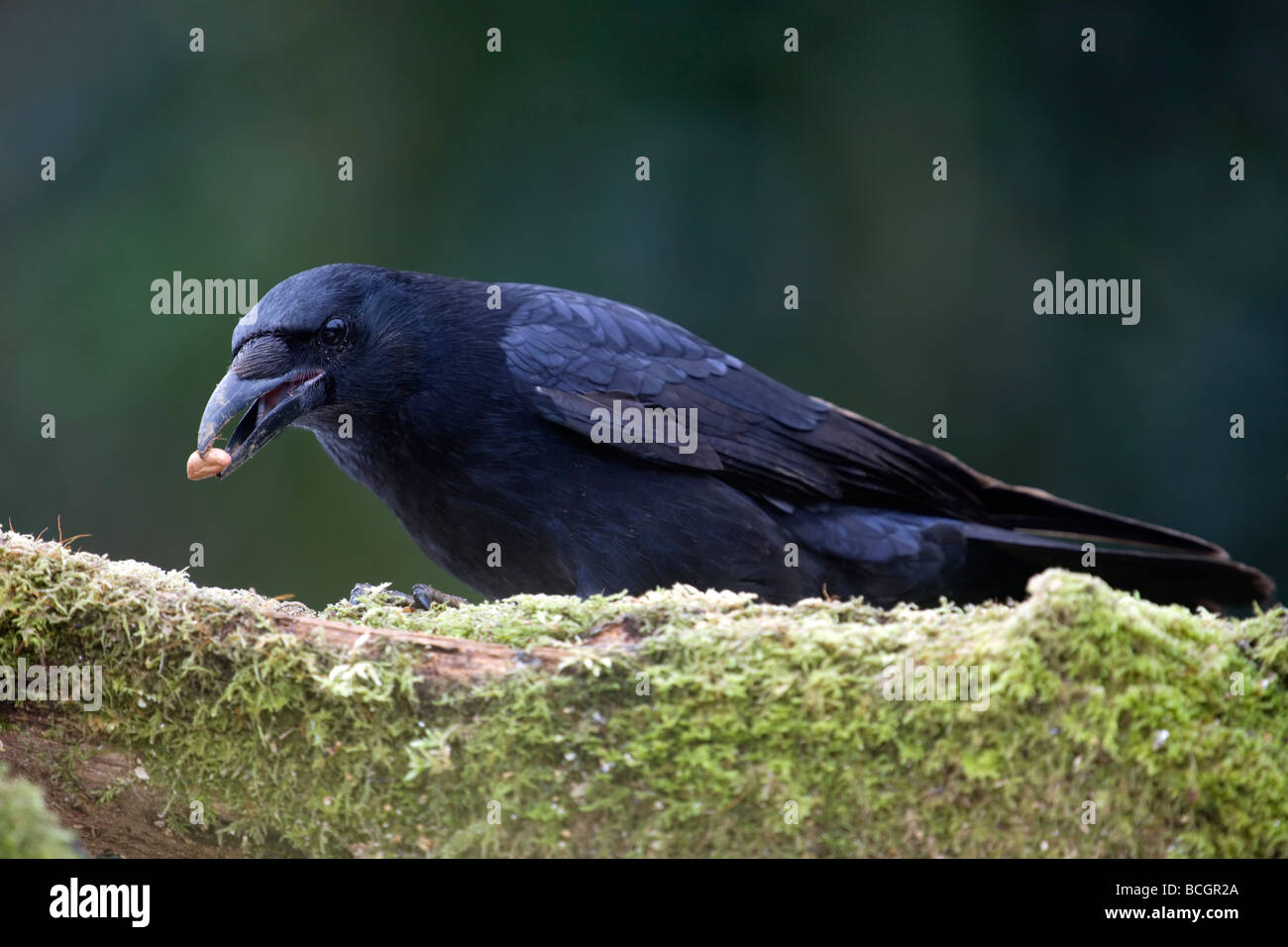 Carrion crow Corvus corone corone alimentare sulle partite di arachidi Foto Stock