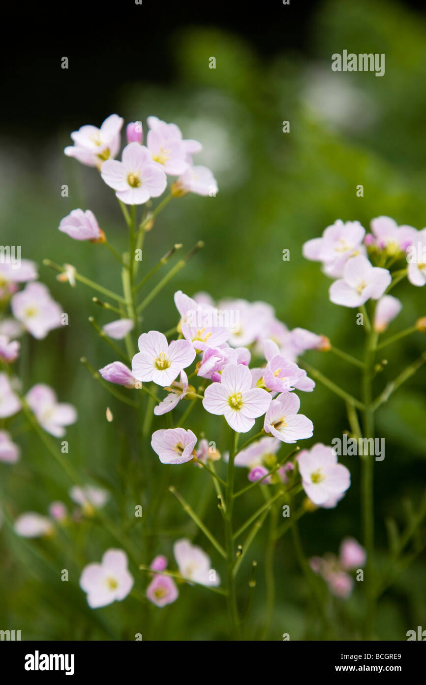Il cuculo fiore cardamine pratensis Foto Stock