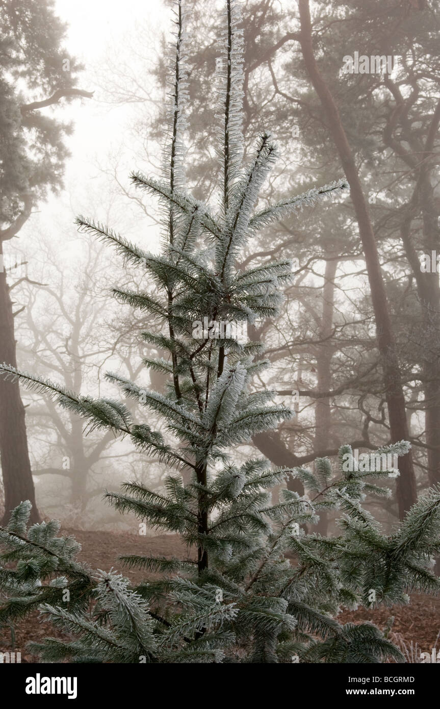 Abete con gelo in legno in inverno Foto Stock