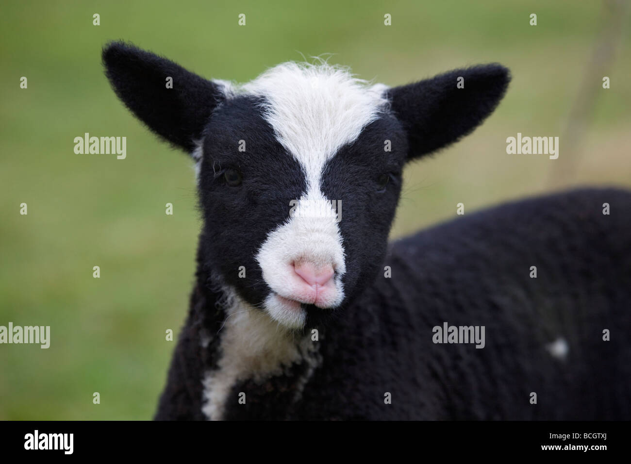 Giovane agnello smallholding Cornovaglia Foto Stock