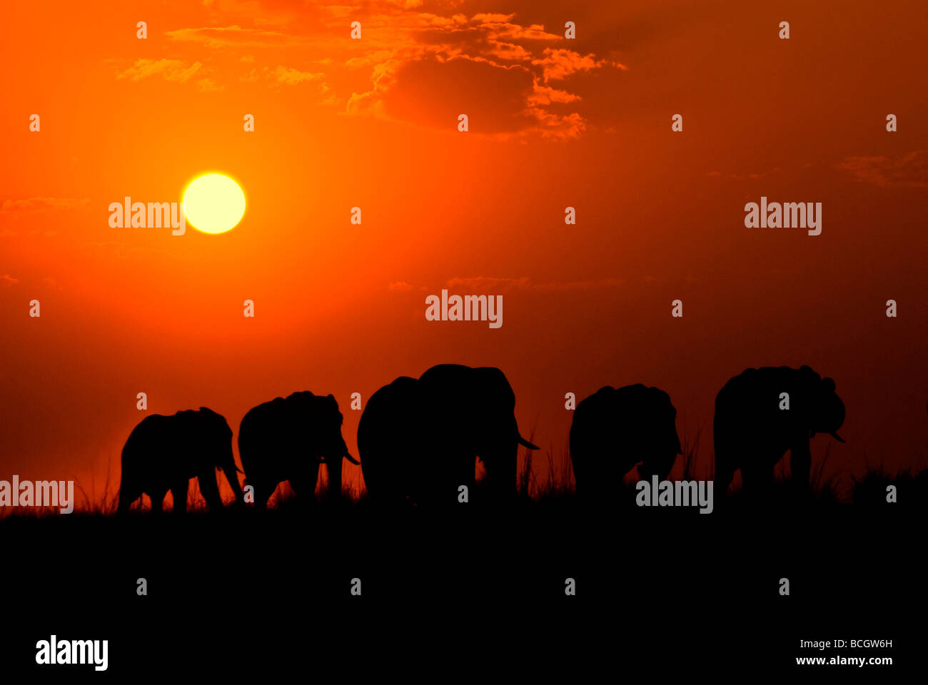 Una mandria di elefanti al tramonto sul fiume Chobe, Chobe National Park, Botswana Foto Stock
