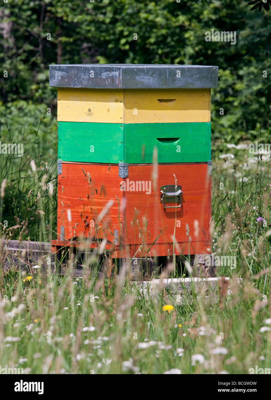 Beehive nelle Alpi, Italia settentrionale Foto Stock