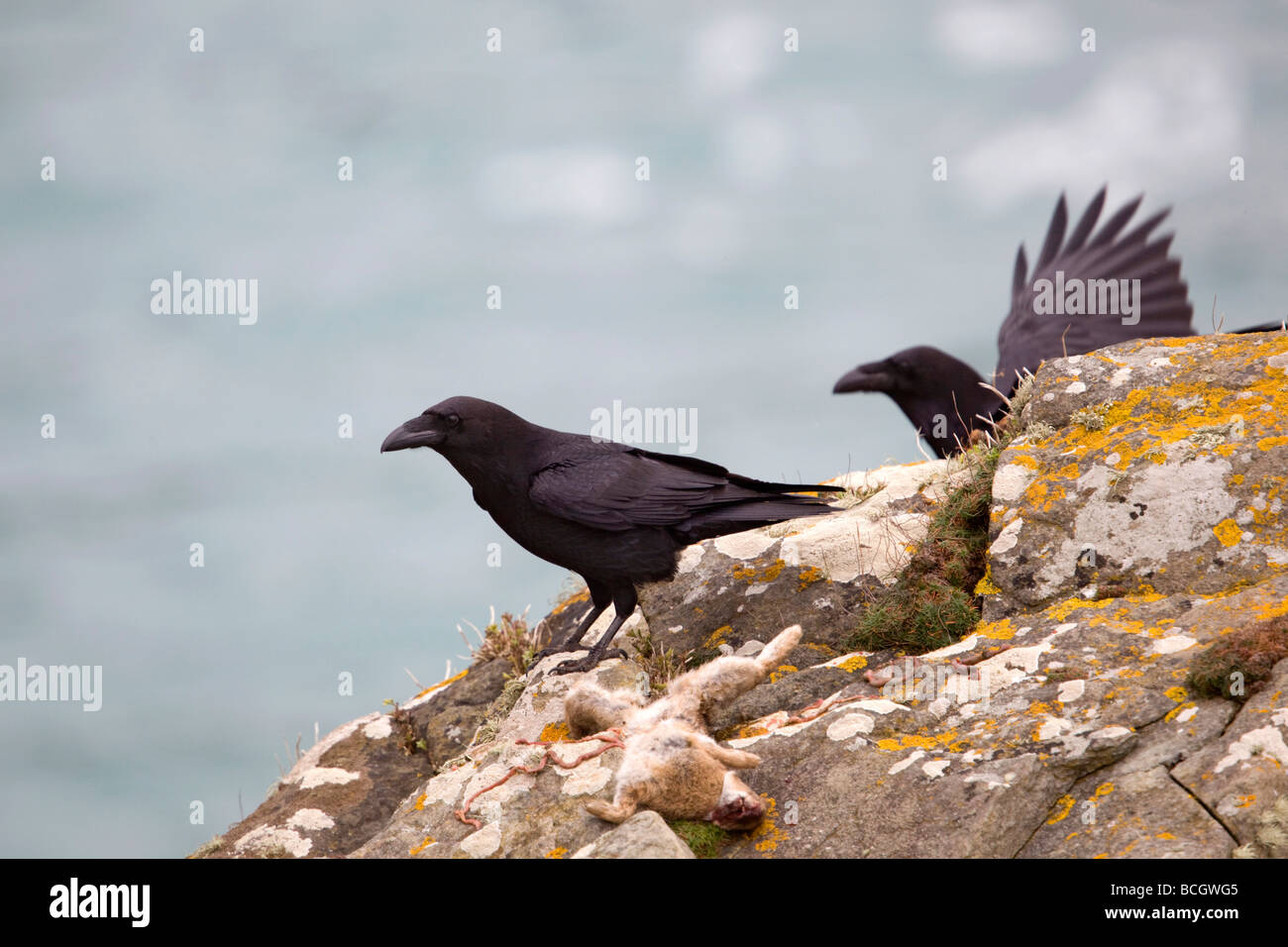 Ravens Corvus corax Cornovaglia Foto Stock