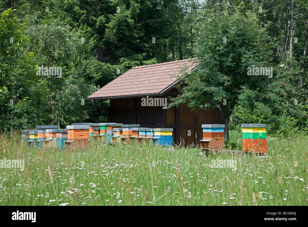 Alveari nelle Alpi, Italia settentrionale Foto Stock