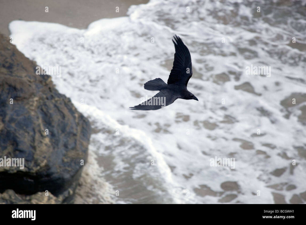 Corvo imperiale Corvus corax Cornovaglia Foto Stock