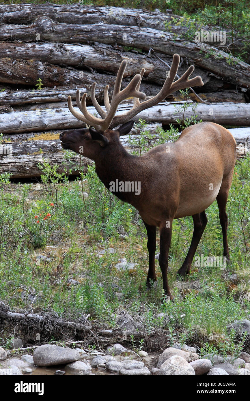 Canada Alberta del Parco Nazionale di Jasper elk cervus canadensis wapiti Foto Stock