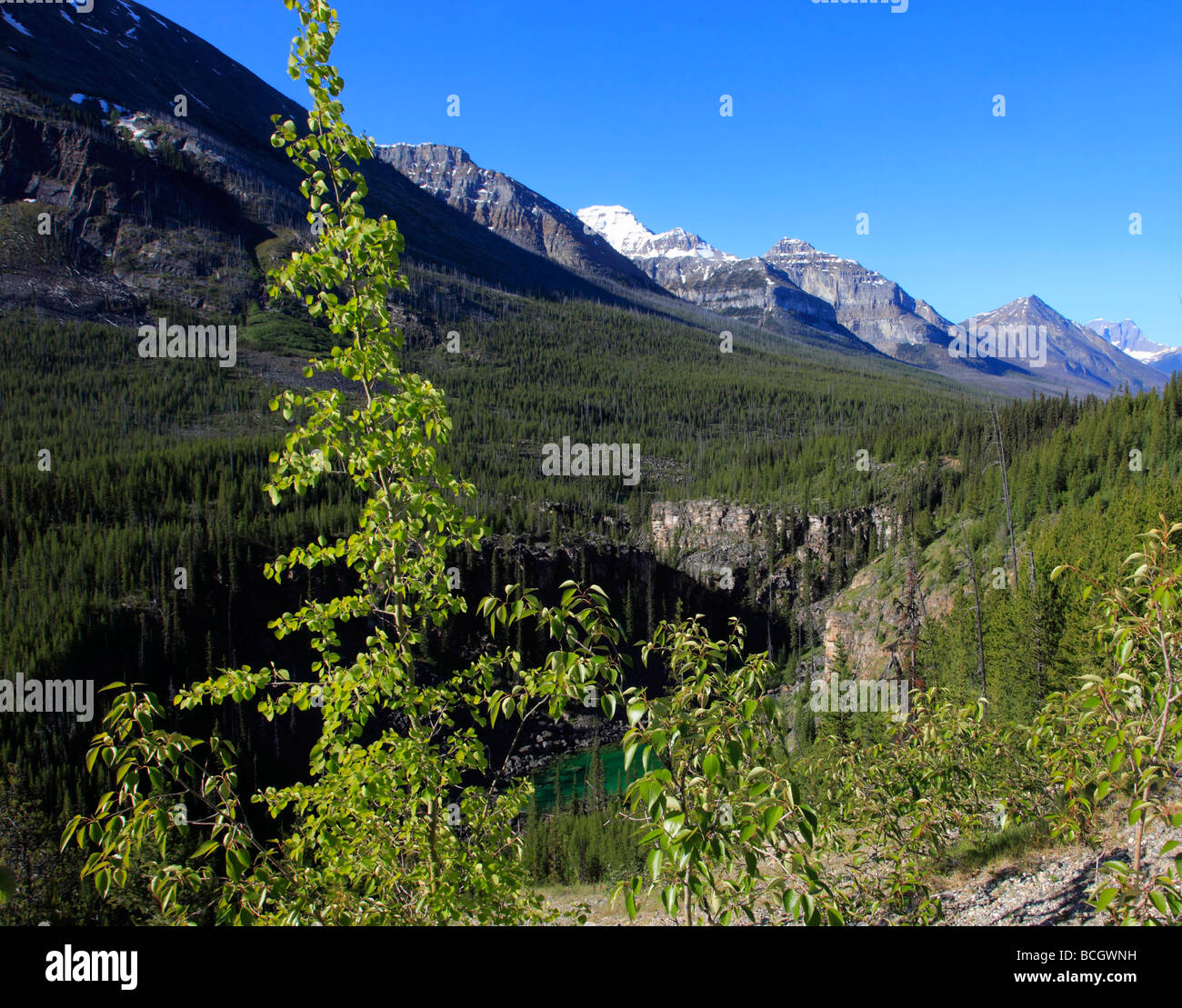 Canada BC Kootenay Parco Nazionale di paesaggio di montagna Foto Stock