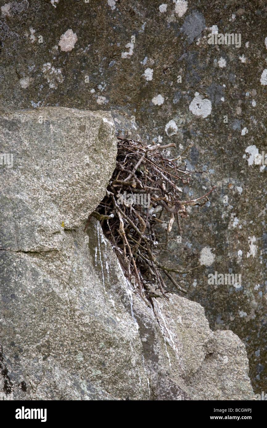 Corvo imperiale Corvus corax nido su una scogliera in Cornovaglia Foto Stock