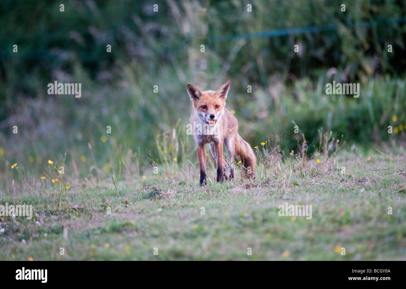 Giovane, carina, volpe rurale selvaggia esplorare e alla ricerca di cibo in un campo di buttercups, fiori selvatici nella campagna Essex Foto Stock