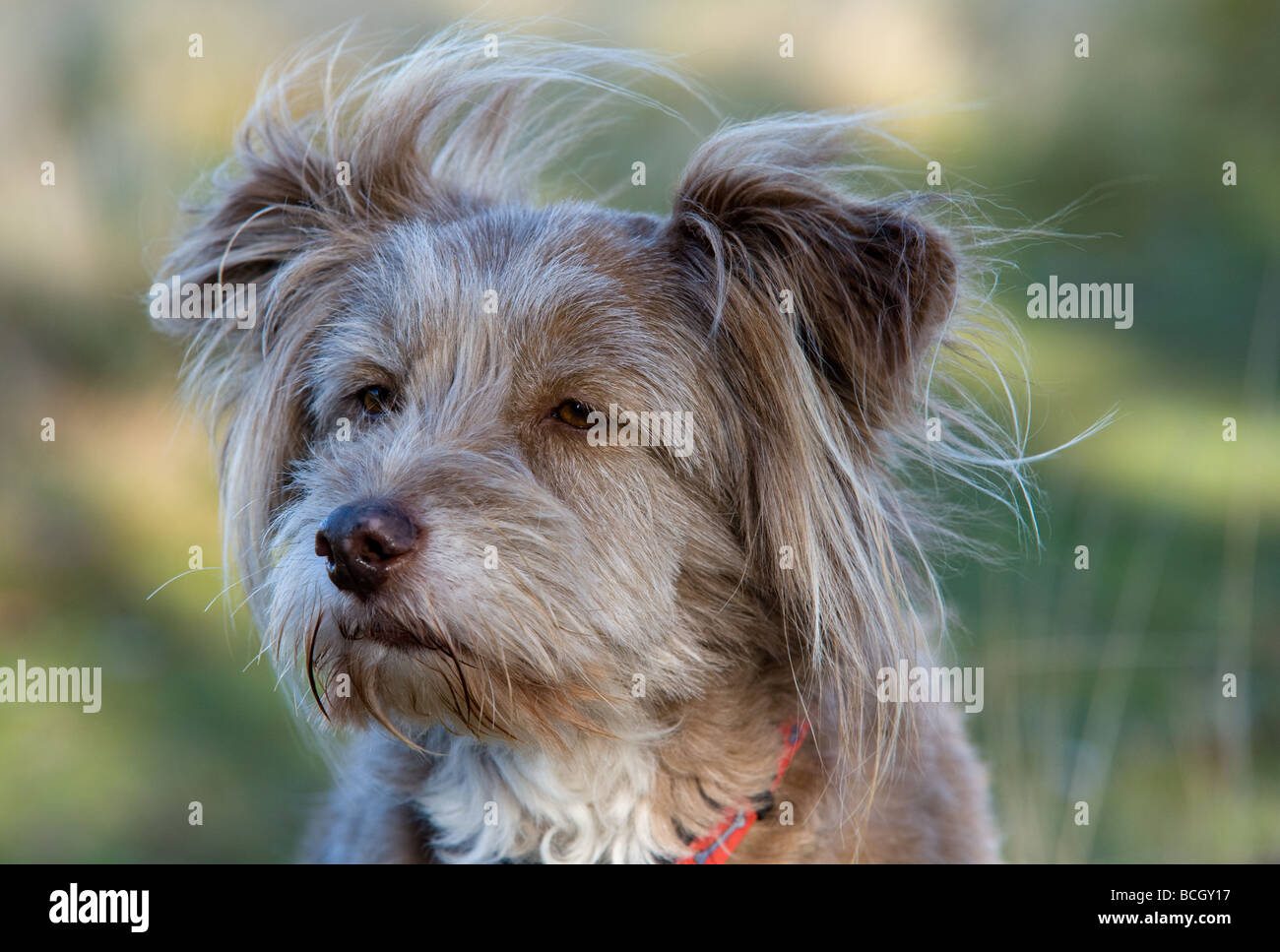 Carino, soffice e furry cane attento ma rilassato e adorabile come un compagno domestico e l'uomo migliore amico Foto Stock