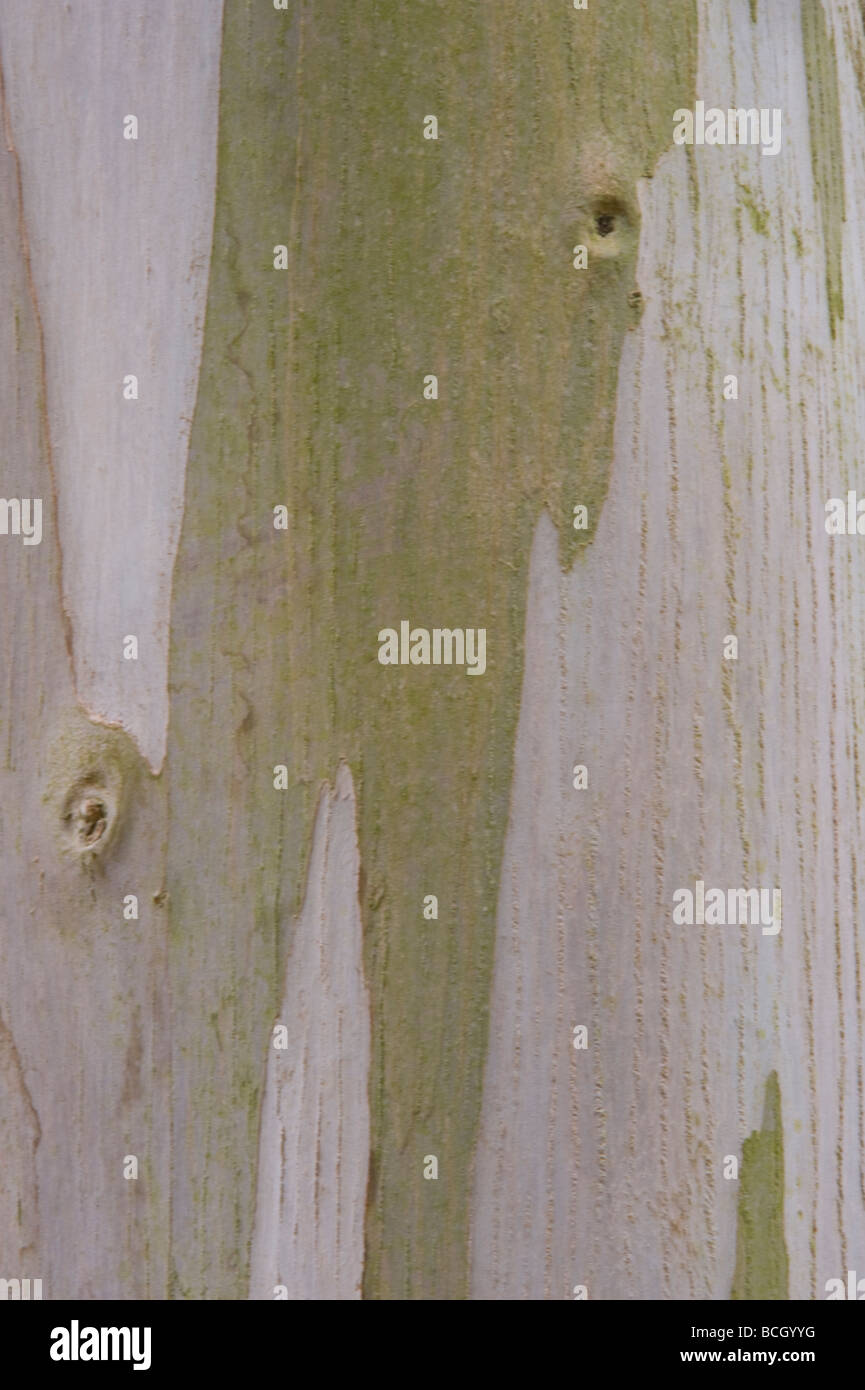Urna Gum Eucalyptus urnigera close up di corteccia di albero maturo Foto Stock