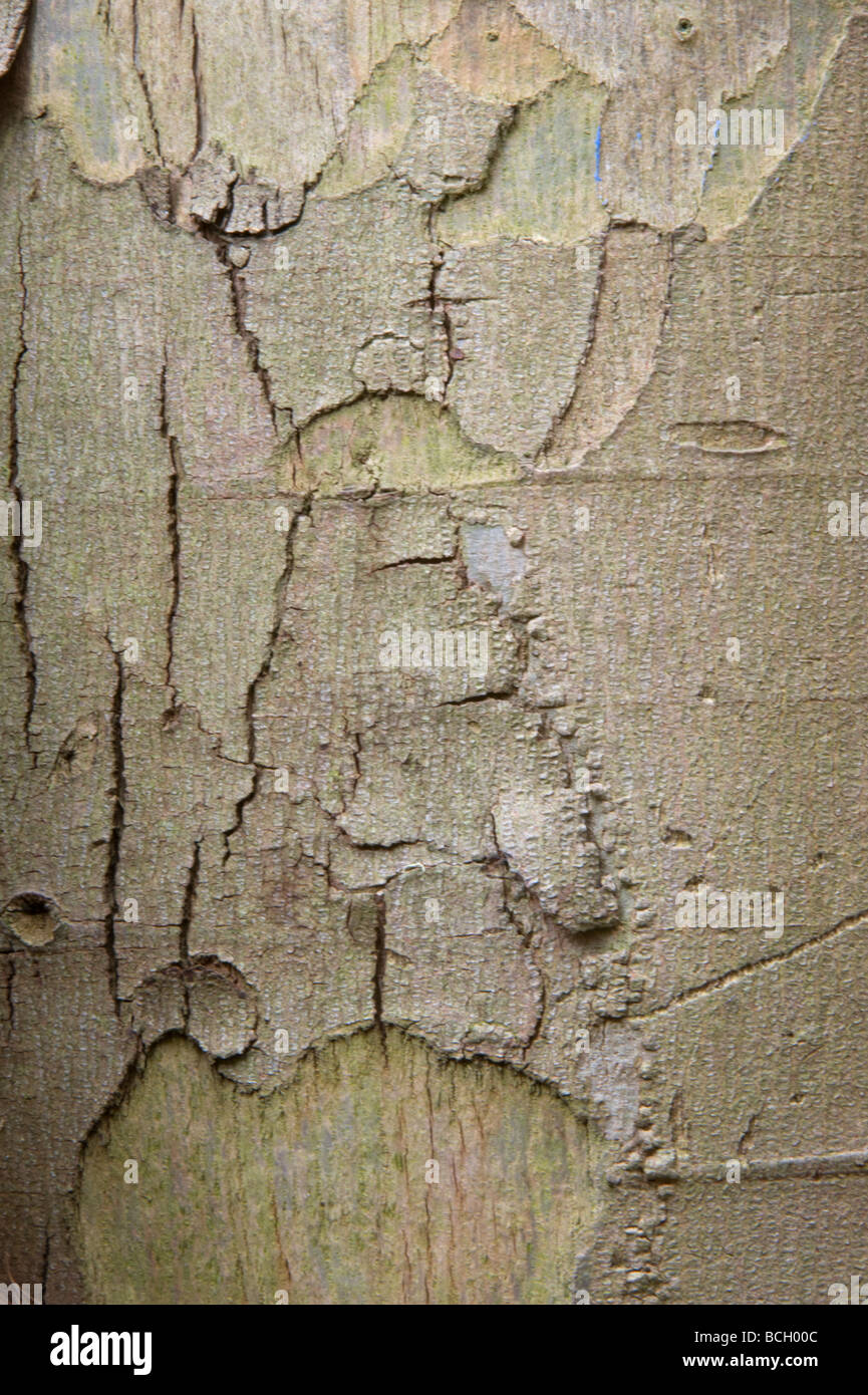 Piccolo lasciava Gum Eucalyptus parvifolia vicino di corteccia Foto Stock