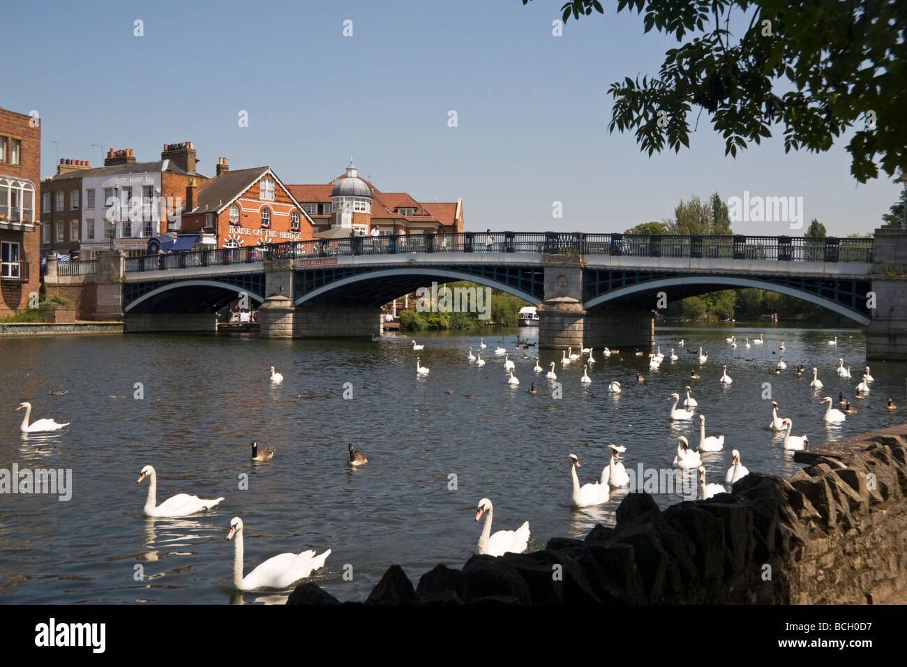 Cigni sul Fiume Tamigi a ponte Windsor Berkshire England Regno Unito Foto Stock