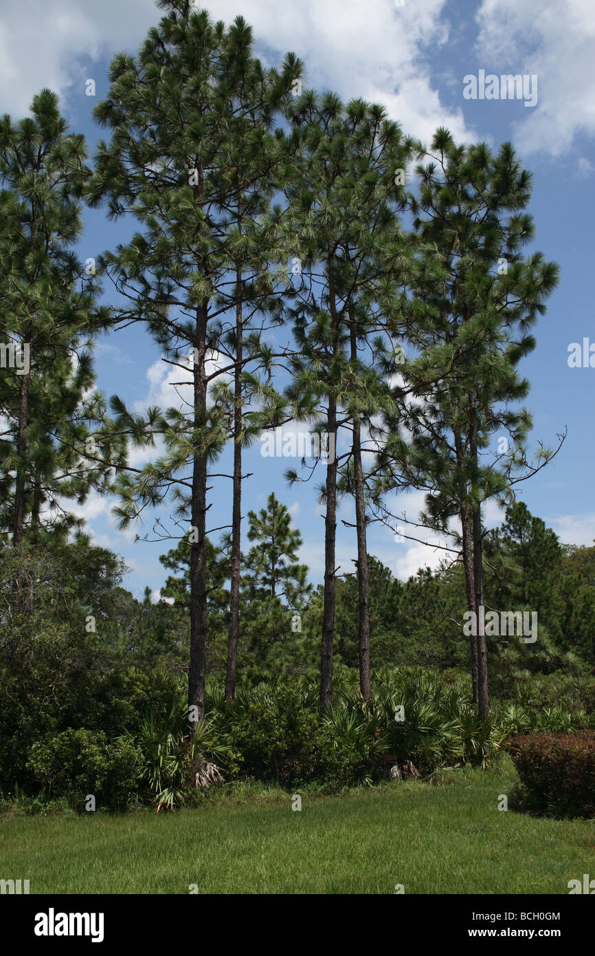 Peccio alberi, Florida. (Pinus Palustris) Foto Stock