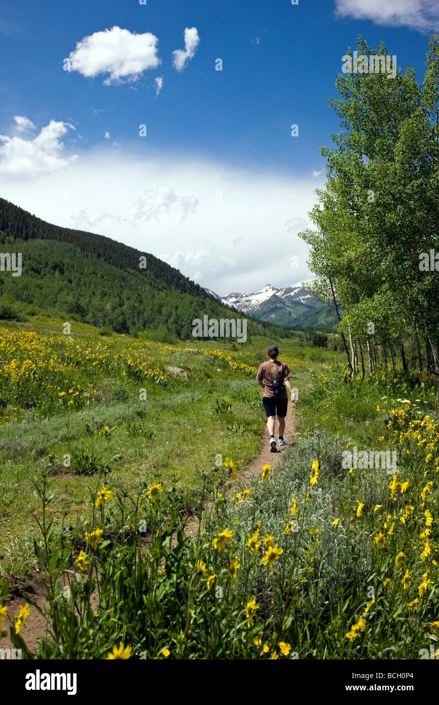 Muli orecchie Asteraceae Girasole famiglia crescere in un prato lungo il bosco a piedi ansa inferiore sentieri Crested Butte Colorado USA Foto Stock