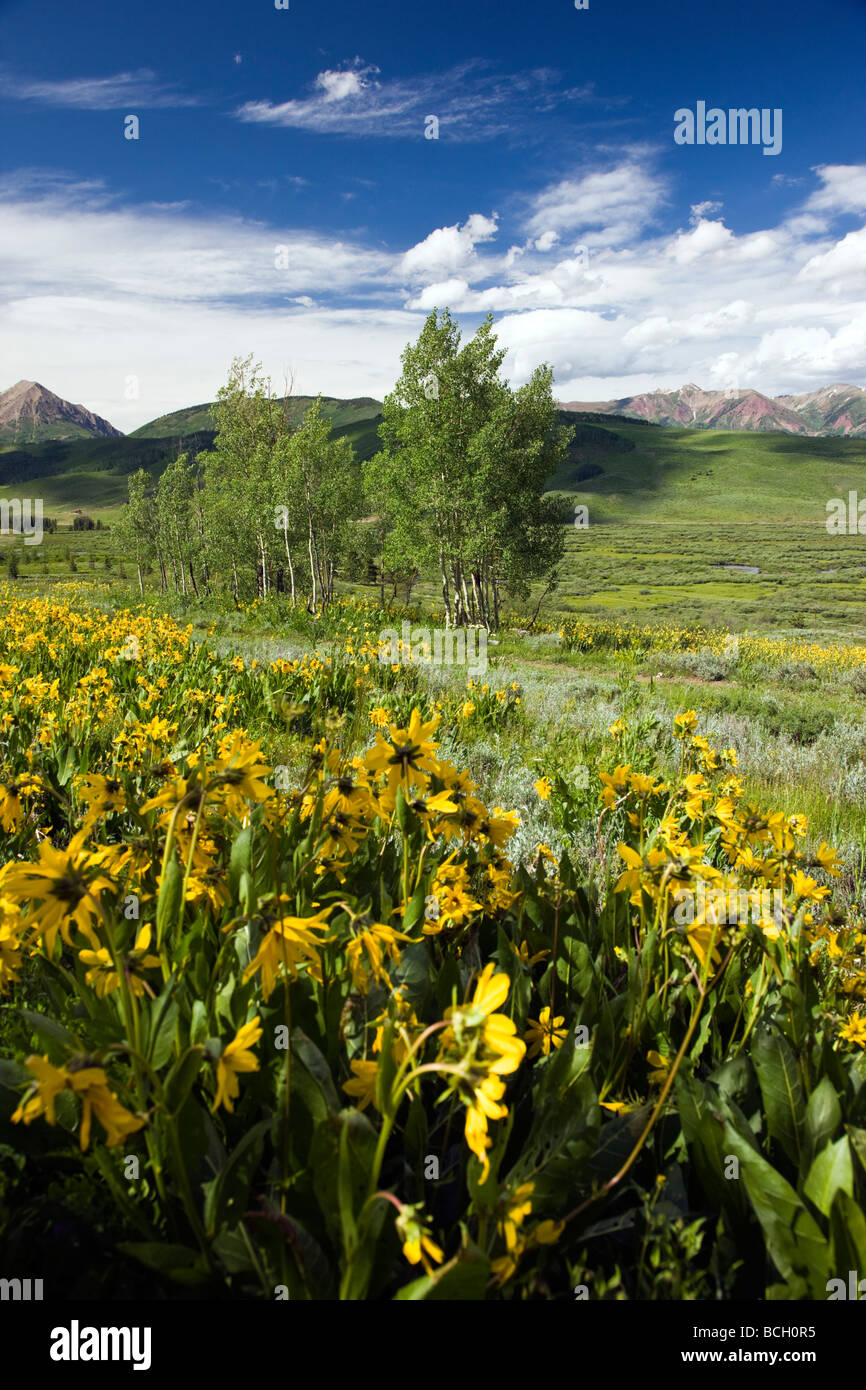 Wyethia arizonica o mulo s orecchie Asteraceae Girasole famiglia crescere in un prato lungo il bosco a piedi il sentiero Crested Butte Colorado Foto Stock