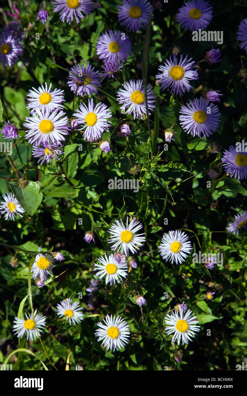 Daisy Asteraceae Girasole famiglia crescere in un prato lungo il bosco a piedi ansa inferiore sentieri Crested Butte Colorado USA Foto Stock