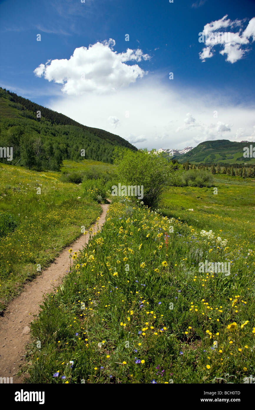 Muli orecchie Asteraceae Girasole famiglia crescere in un prato lungo il bosco a piedi ansa inferiore sentieri Crested Butte Colorado USA Foto Stock