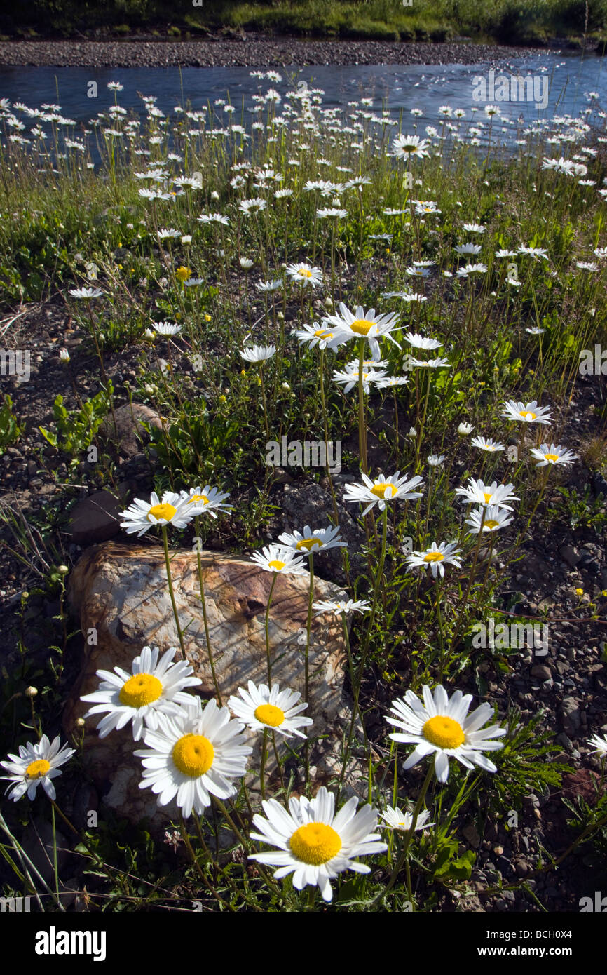 Erigeron divergens Daisy Asteraceae Girasole famiglia crescere lungo il fiume di ardesia vicino a Crested Butte Colorado USA Foto Stock