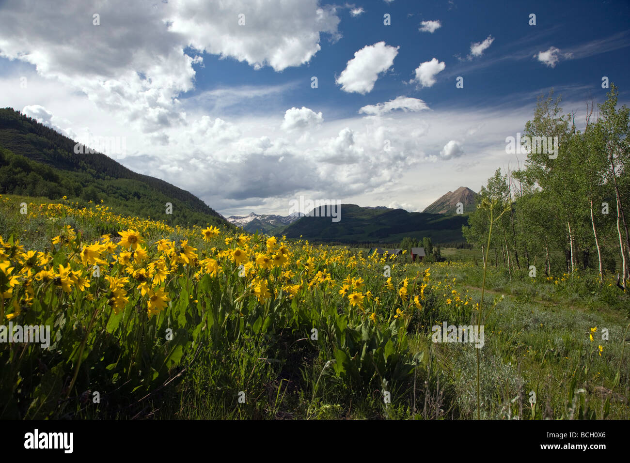 Wyethia arizonica o mulo s orecchie Asteraceae Girasole famiglia crescere in un prato lungo il bosco a piedi il sentiero Crested Butte Colorado Foto Stock