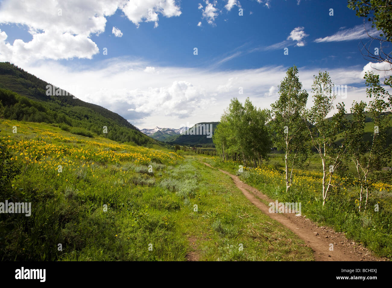 Wyethia arizonica o mulo s orecchie Asteraceae Girasole famiglia crescere in un prato lungo il bosco a piedi il sentiero Crested Butte Colorado Foto Stock