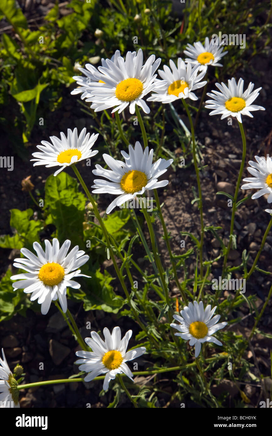 Erigeron divergens Daisy Asteraceae Girasole famiglia crescere lungo il fiume di ardesia vicino a Crested Butte Colorado USA Foto Stock