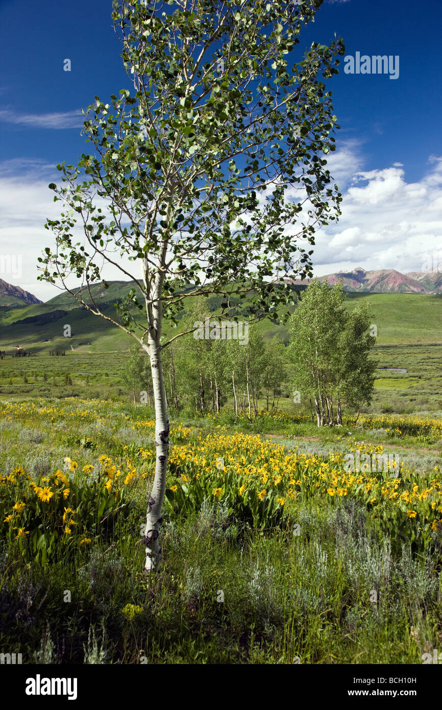 Wyethia arizonica o mulo s orecchie Asteraceae Girasole famiglia crescere in un prato lungo il bosco a piedi il sentiero Crested Butte Colorado Foto Stock