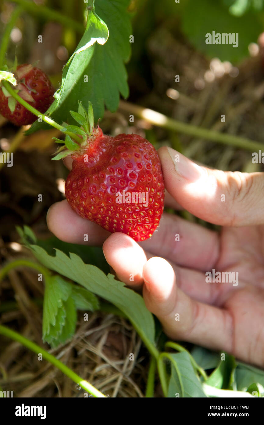 Persona prelevare una fragola su Garsons farm in Esher, Regno Unito Foto Stock