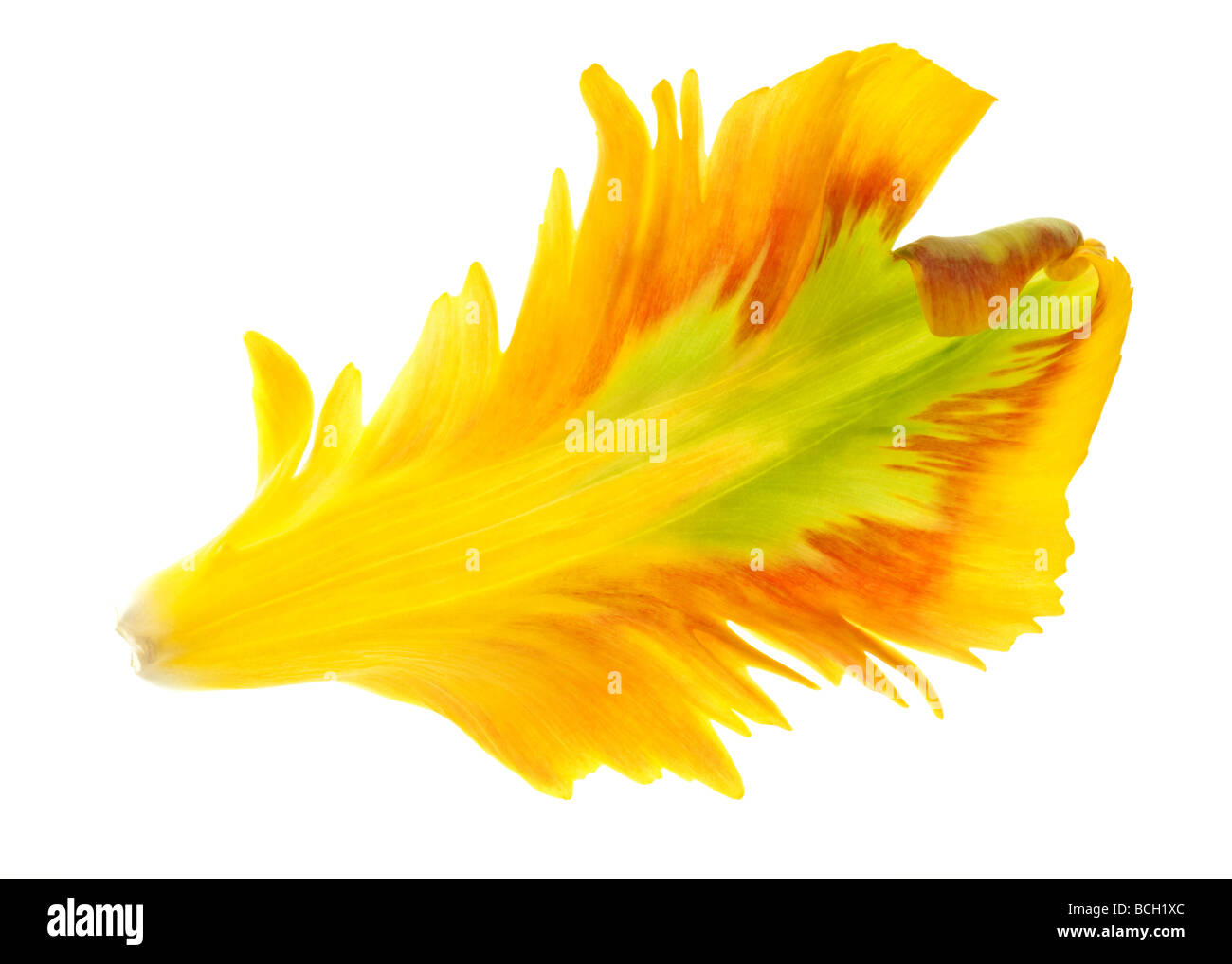 Tulipano giallo petali isolati su sfondo bianco Foto Stock