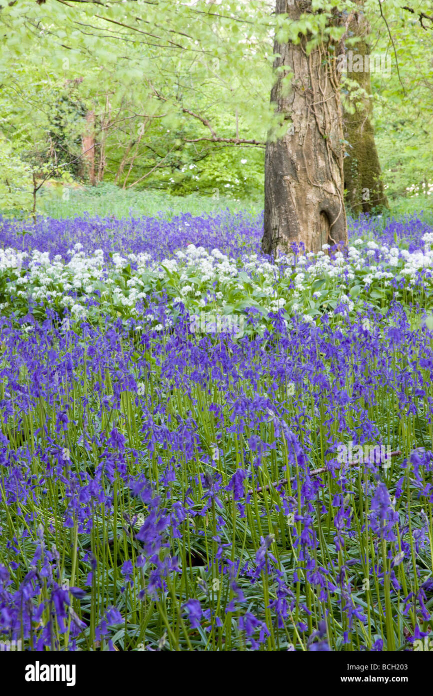 Bluebells e legno di faggio; Cornovaglia; Regno Unito Foto Stock