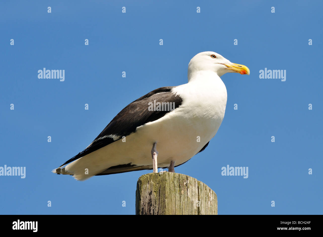 Bianco e nero seagull in piedi sul montante in legno contro il profondo blu del cielo Foto Stock