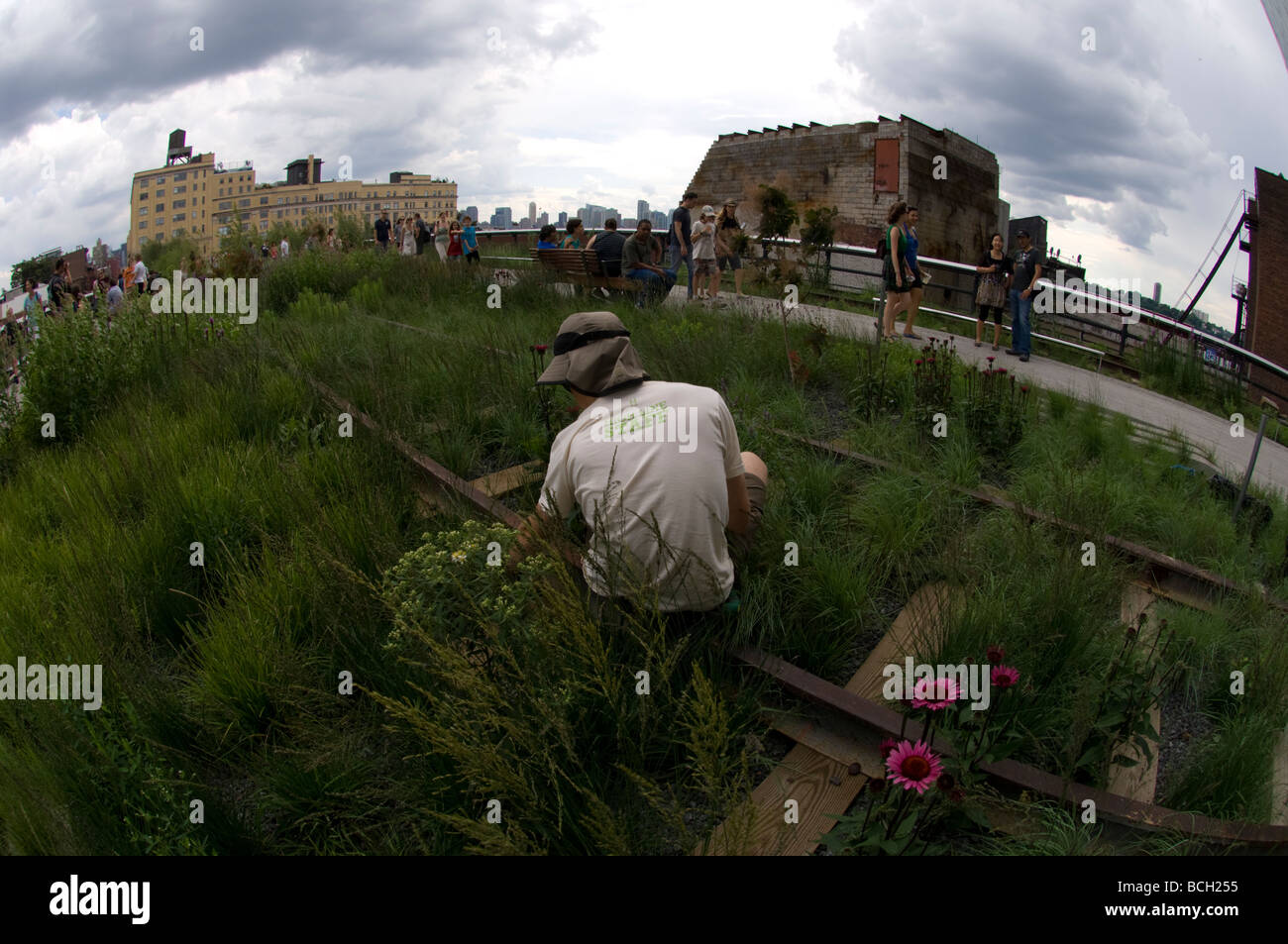 Un membro della linea alta personale tende a le piantagioni nella nuova linea Alta Park di New York quartiere di Chelsea Foto Stock