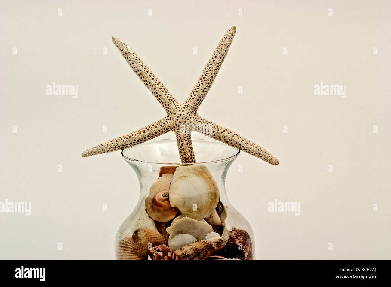 Unica stella crescente di pesce al di fuori di un chiaro vaso di vetro riempito con altri tipi di conchiglie di mare Foto Stock