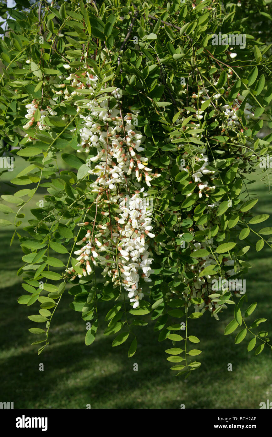 Viscido Locust Tree fiori, Robinia viscosa, Fabaceae, Sud Est USA, America del Nord Foto Stock