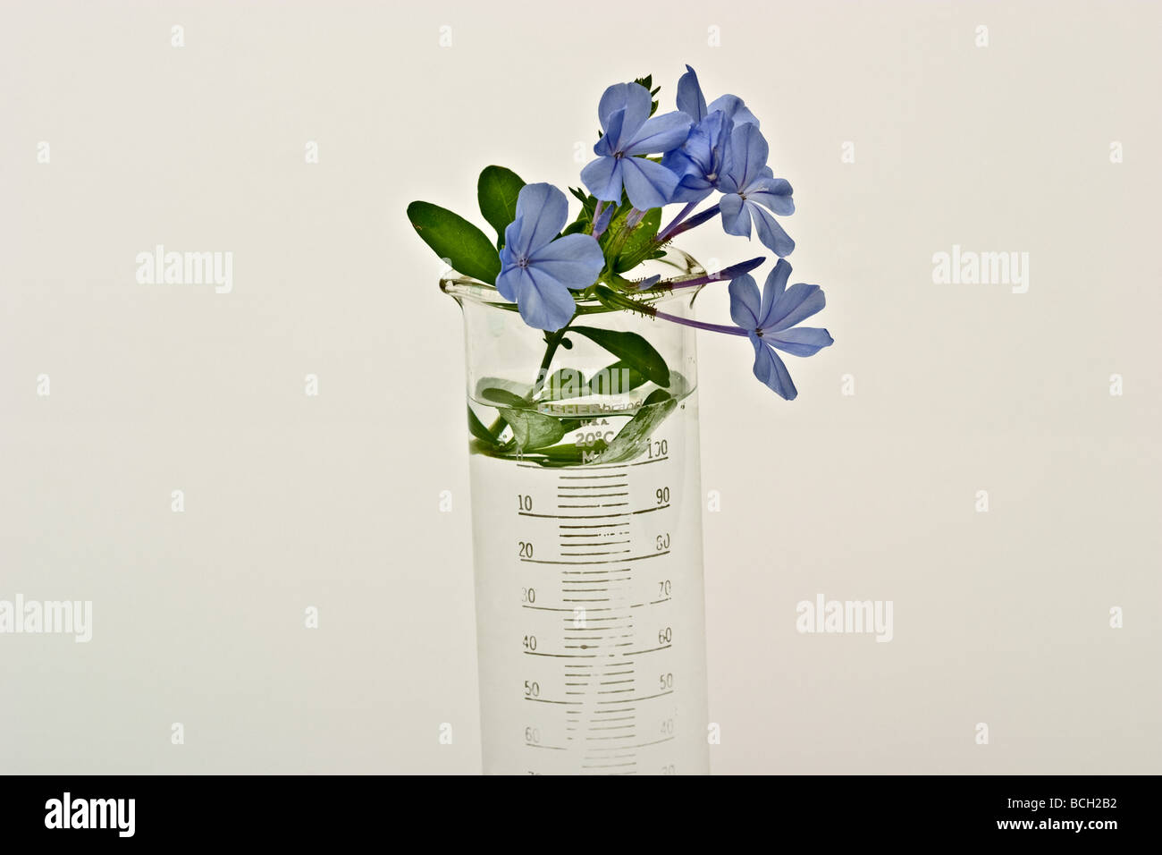 Un piccolo bouquet di luce viola Plumbago fiori in un piccolo becher riempito con acqua. Nome latino Plumbago auriculata Foto Stock