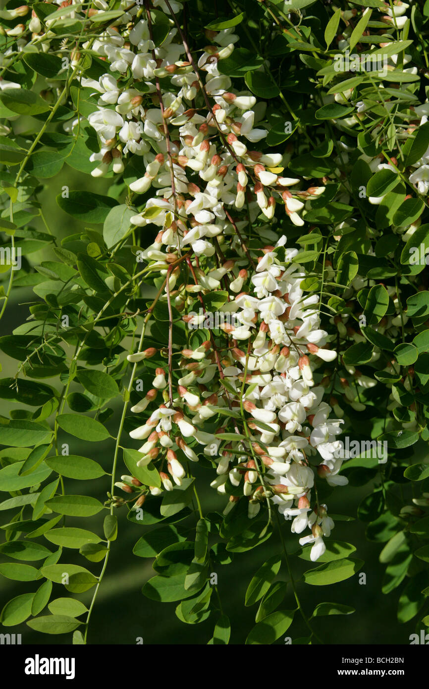 Viscido Locust Tree fiori, Robinia viscosa, Fabaceae, Sud Est USA, America del Nord Foto Stock