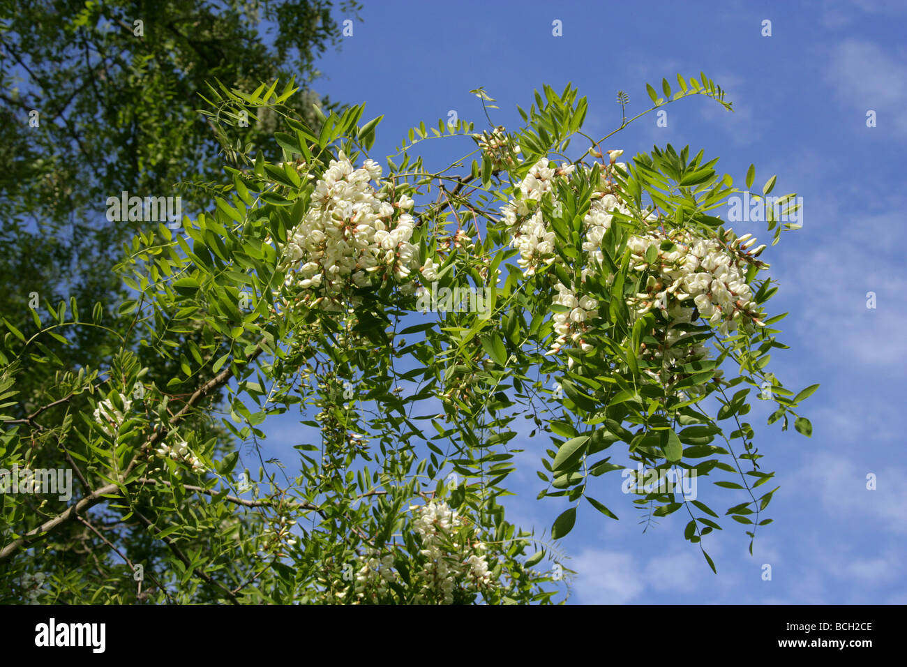Viscido Locust Tree fiori, Robinia viscosa, Fabaceae, Sud Est USA, America del Nord Foto Stock